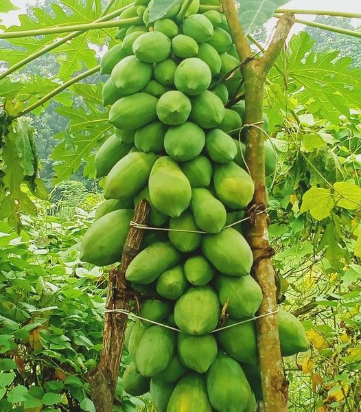 Hybrid Thai Green lady Papaya seeds