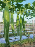 Hybrid Chichinga Seed