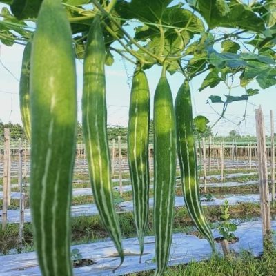 Hybrid Chichinga Seed