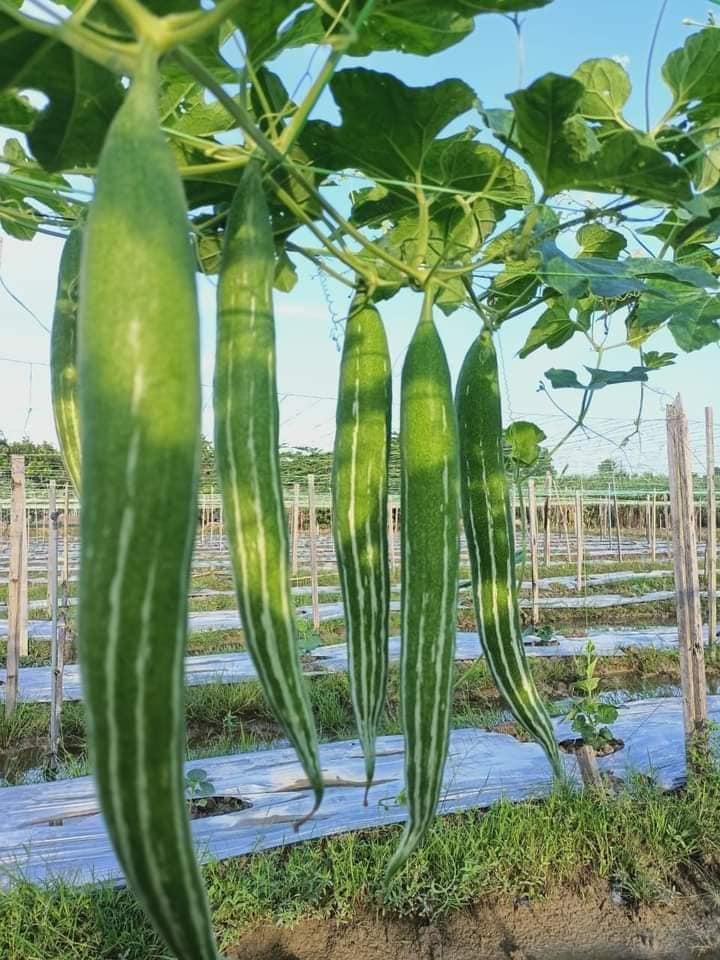 Hybrid Chichinga Seed