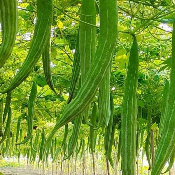 Snake gourd