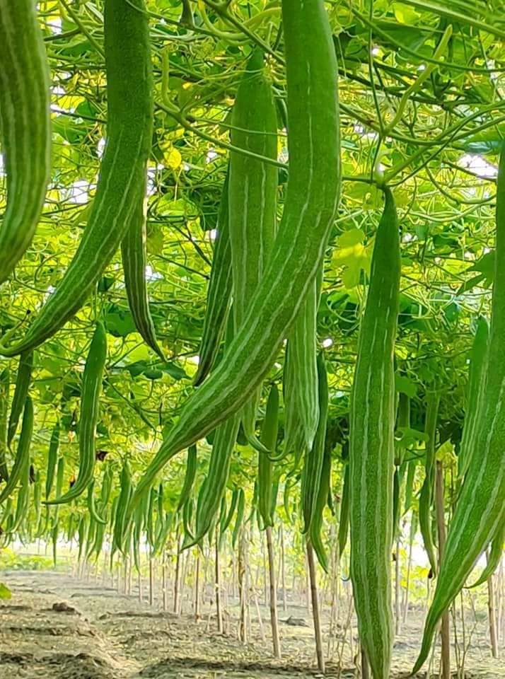 Snake gourd