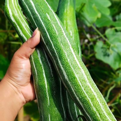 Hybrid Chichinga Seed