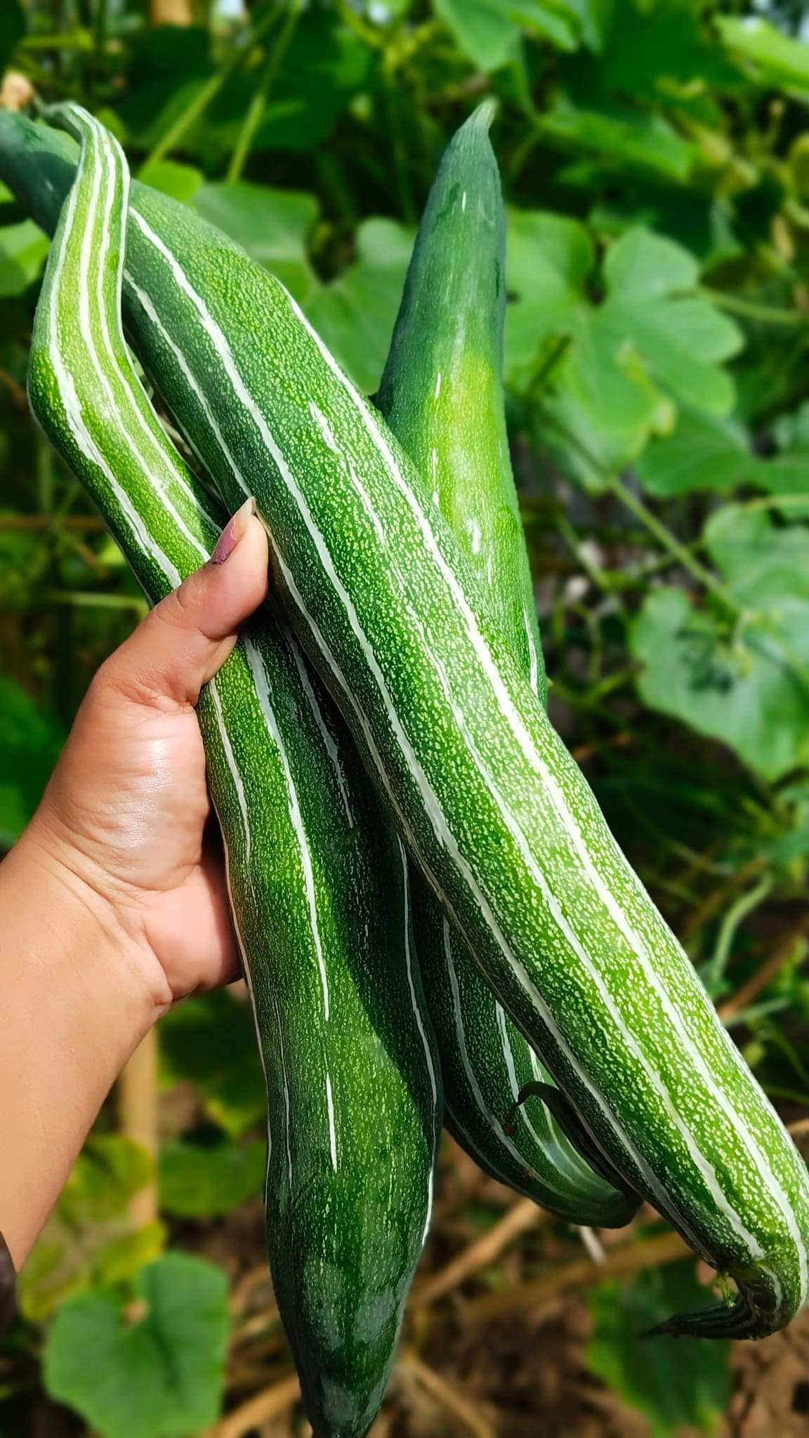 Hybrid Chichinga Seed