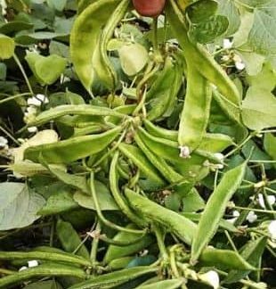Kerala sem seeds pack