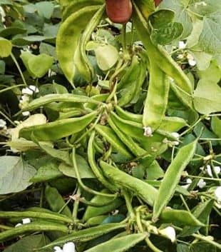 Kerala sem seeds pack