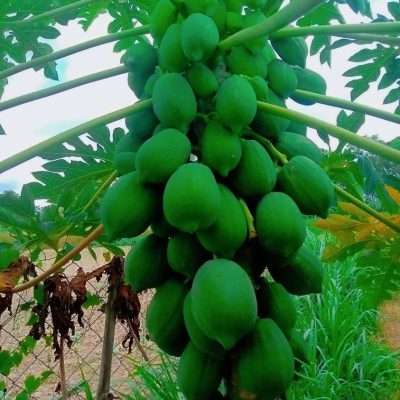 HYBRID SHAHI PAPAYA SEEDS