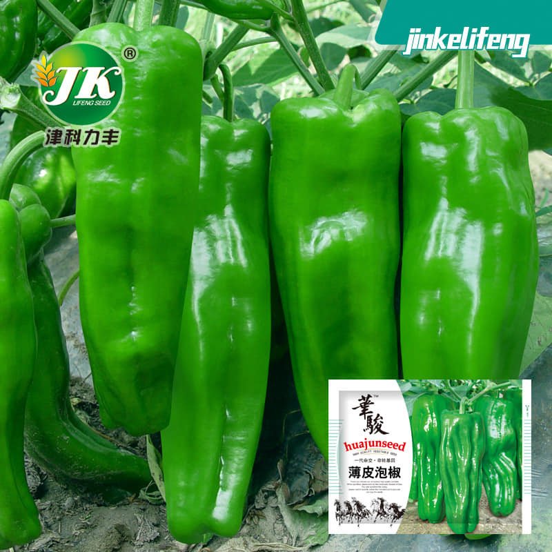 HUAJUN PEPPER SEEDS