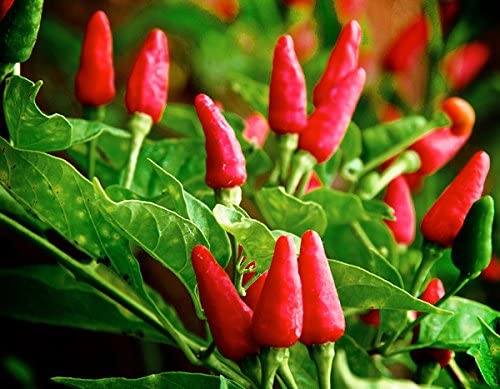 F1 Hybrid All Season Ornamental Chili Seeds