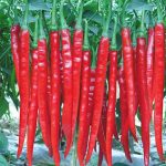 Long Pepper Chili Seeds