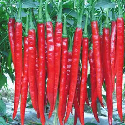 Long Pepper Chili Seeds
