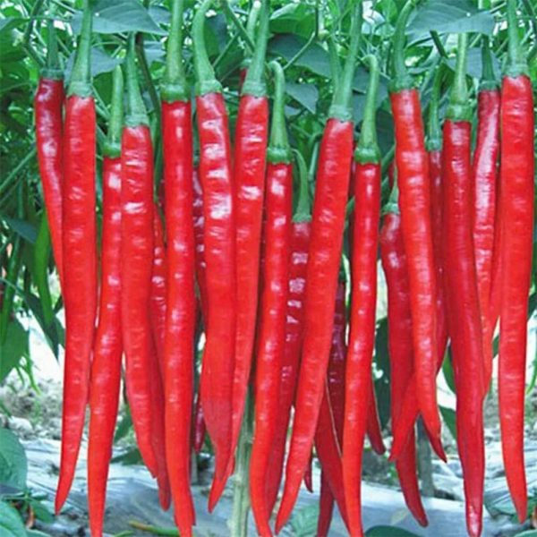 Long Pepper Chili Seeds