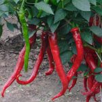 Long Pepper Chili Seeds