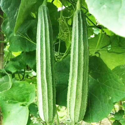 Luffa Gourd Sponge -SEEDSMATE