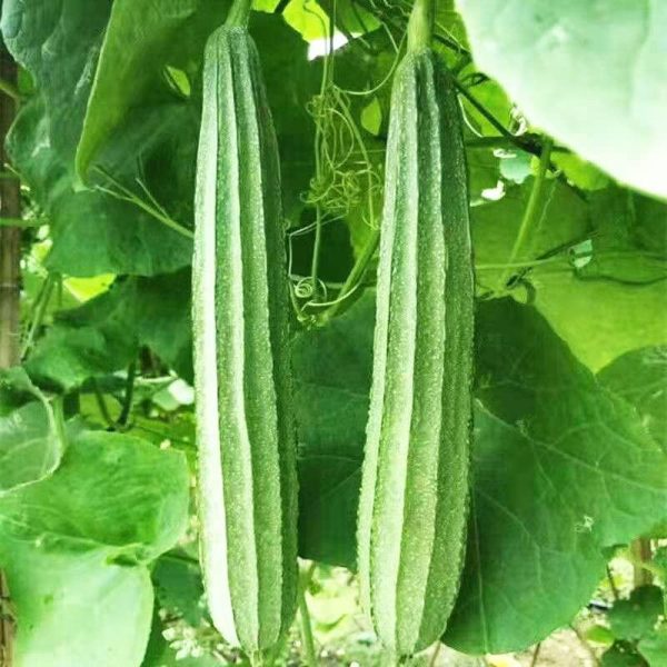 Luffa Gourd Sponge -SEEDSMATE