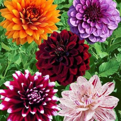 Dahlia Seeds
