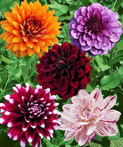 Dahlia Seeds