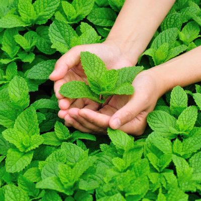 Mint Leaf Seeds