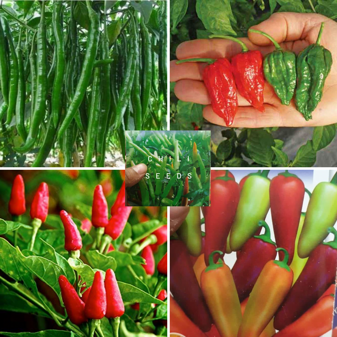 All Seasons Hot Chili Seeds