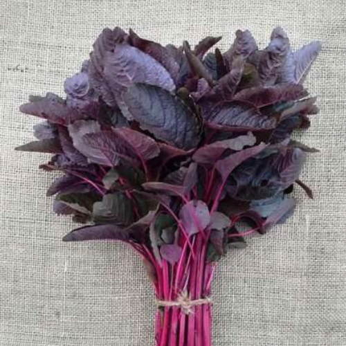 Amaranthus Red seeds- SeedsMate
