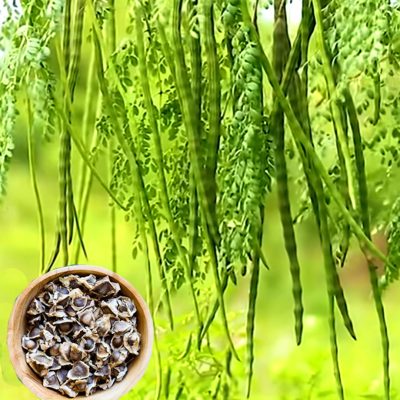 ODC-3 Drumstick seeds