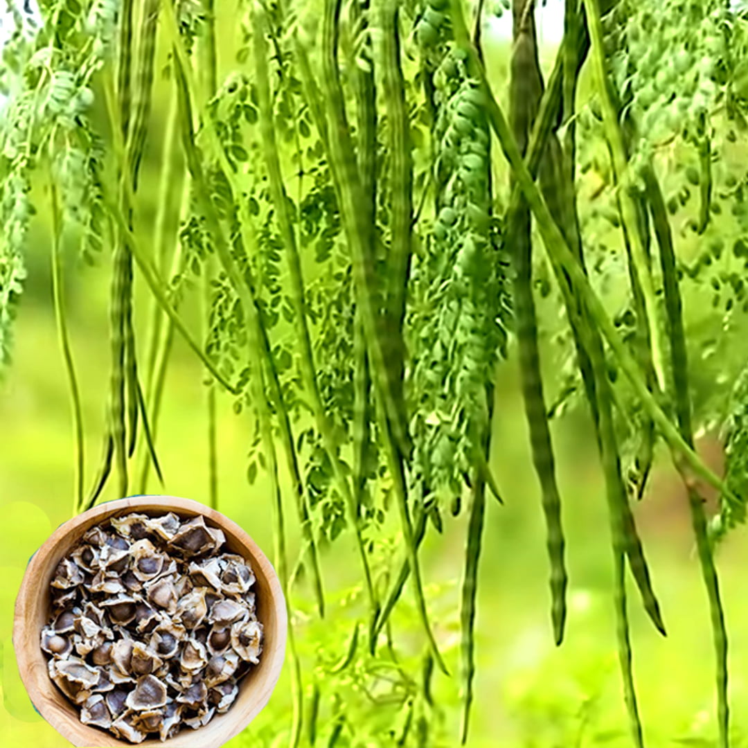 ODC-3 Drumstick seeds