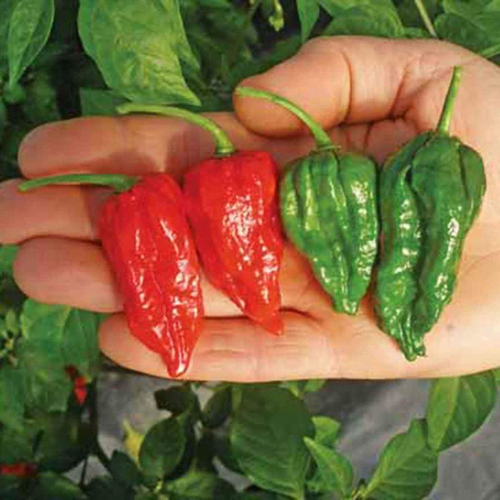 Hybrid Bombay pepper seeds