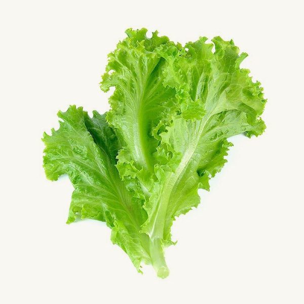 Lettuce is a popular leafy vegetable that is widely used in salads