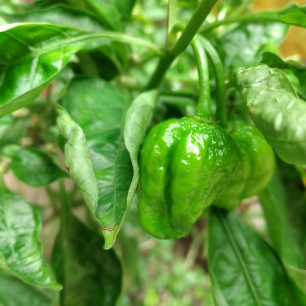 NAGA CHILLI