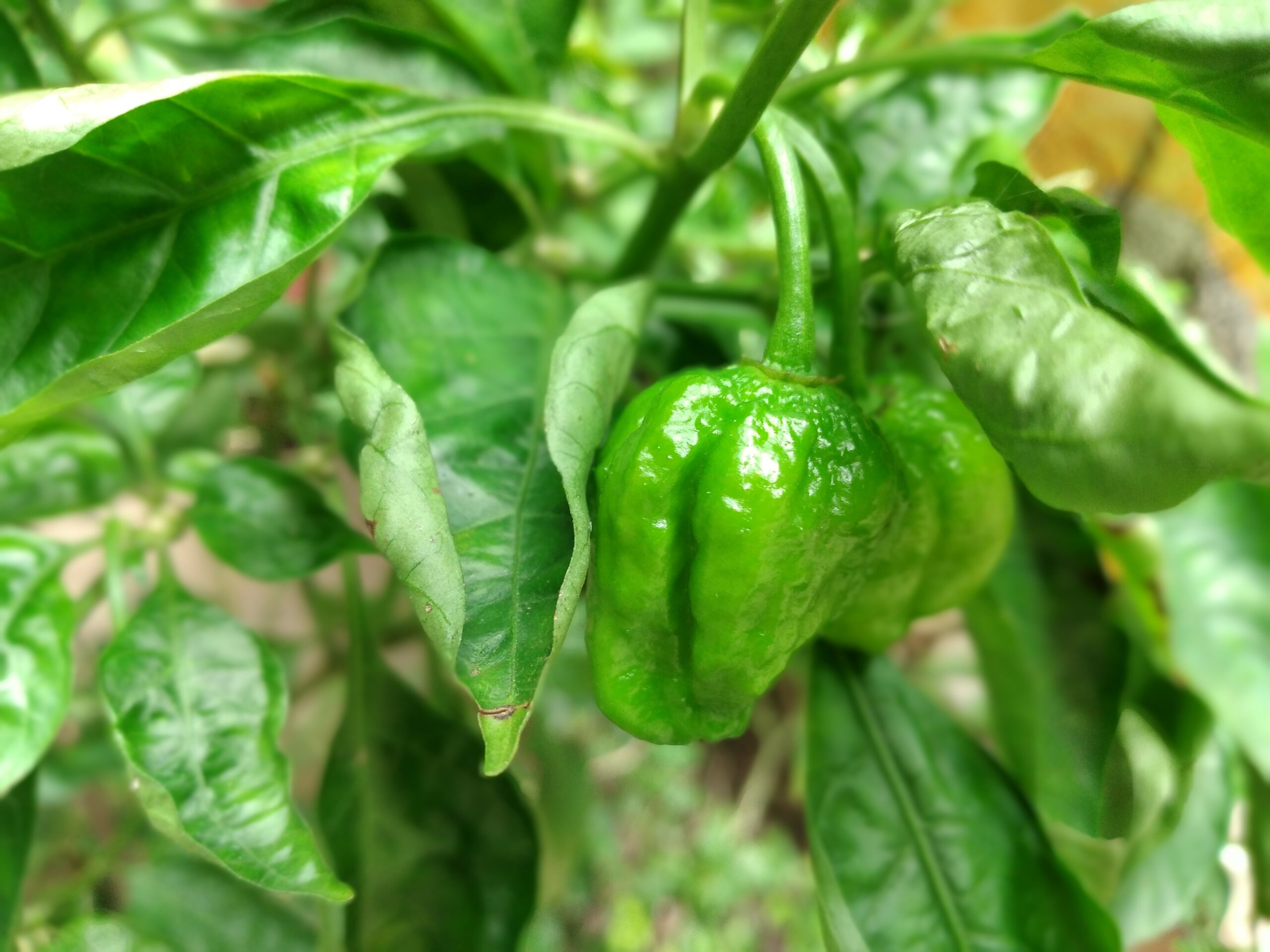 NAGA CHILLI
