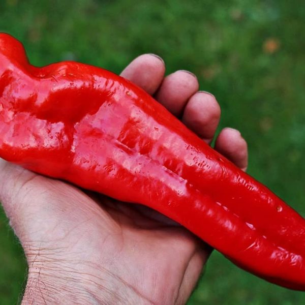 Red Giant Heirloom