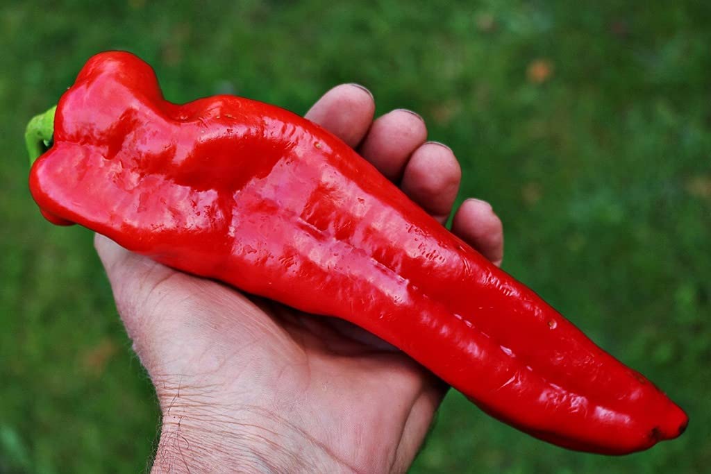 Red Giant Heirloom