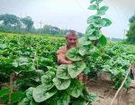 SEEDSMATE PUISAK seeds