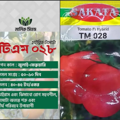 হাইব্রিড টমেটো টিএম ০২৮ (TM 028)
