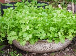 All Season Coriander Seeds