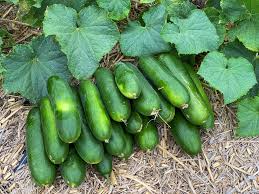 All Season Cucumber
