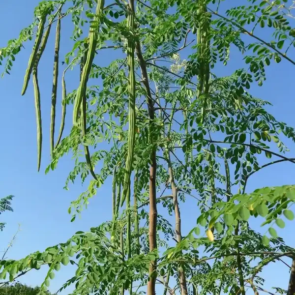 All Season Herbal Sajina Seeds