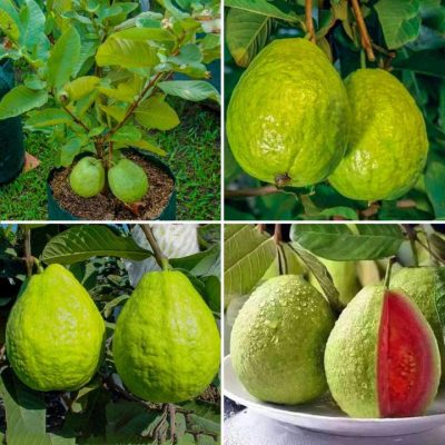 All Season Hybrid Piara Seeds
