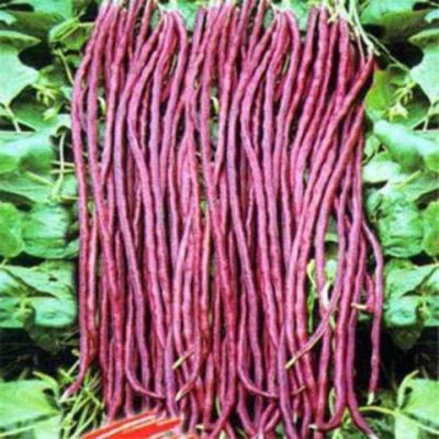 All Season Red Long Bean Vegetable Seeds