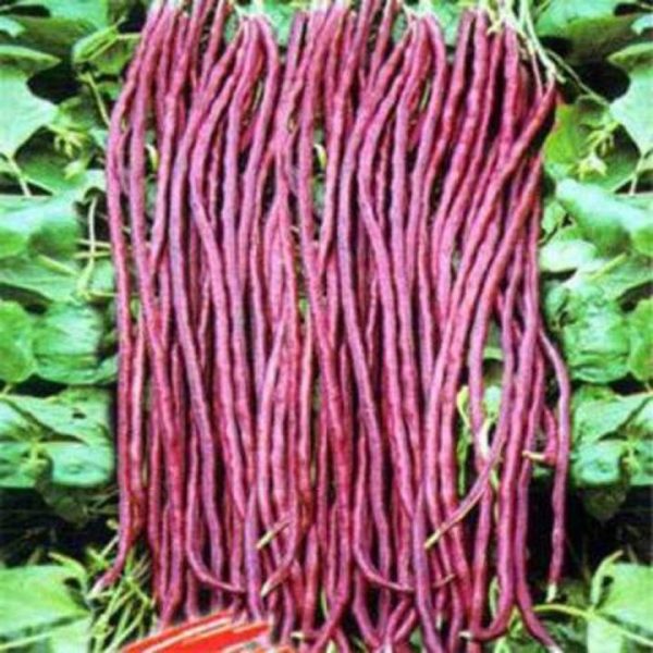 All Season Red Long Bean Vegetable Seeds