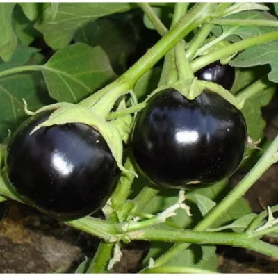 Ball Brinjal Begun