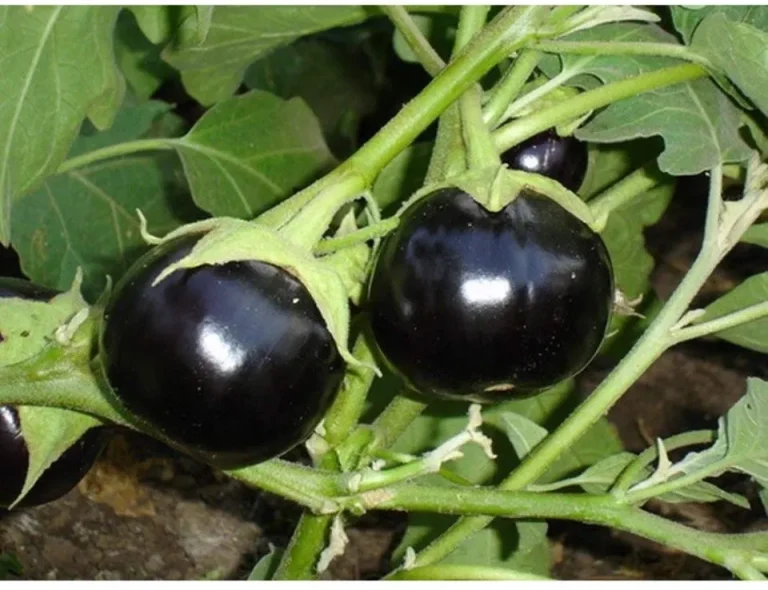 Ball Brinjal Begun