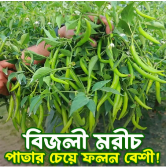 Bijli Chilli Seeds