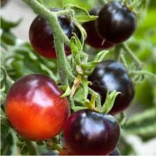 Black cherry Tomato