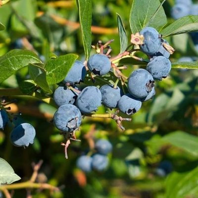 Blueberry Bonsai Tree Seeds