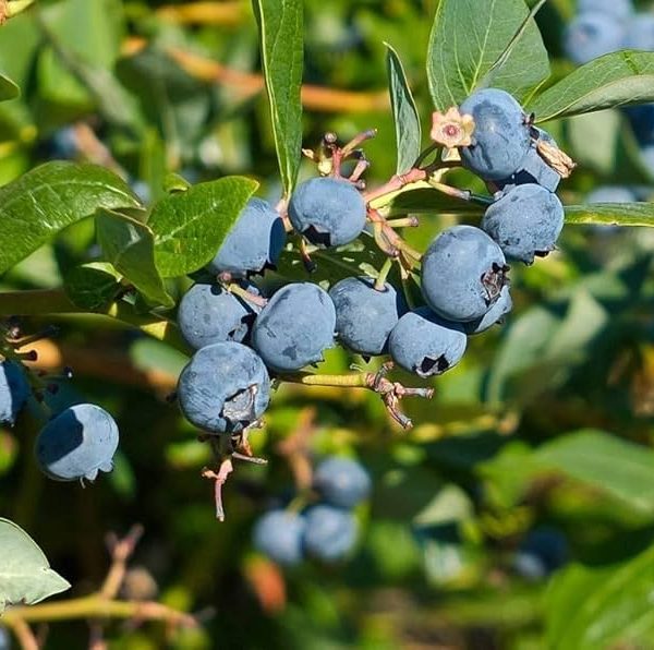 Blueberry Bonsai Tree Seeds