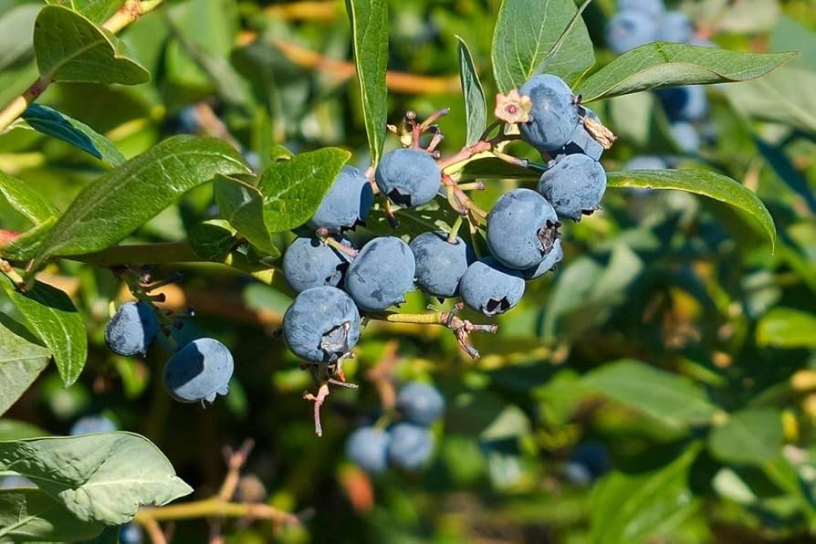 Blueberry Bonsai Tree Seeds Blueberry Bonsai Tree Seeds