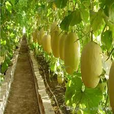 Cantaloupe Melon seeds Dew Green Heirloom