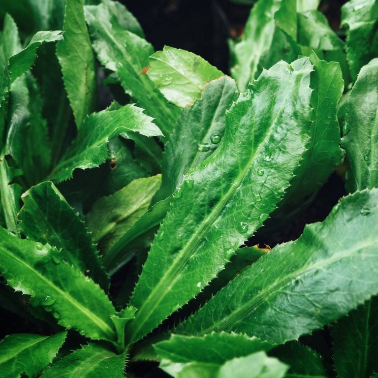Coriander leaf