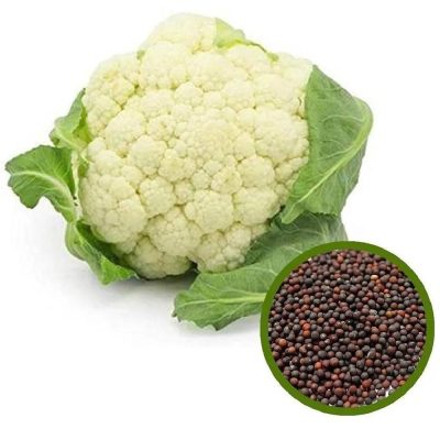 F1 Hybrid cauliflower